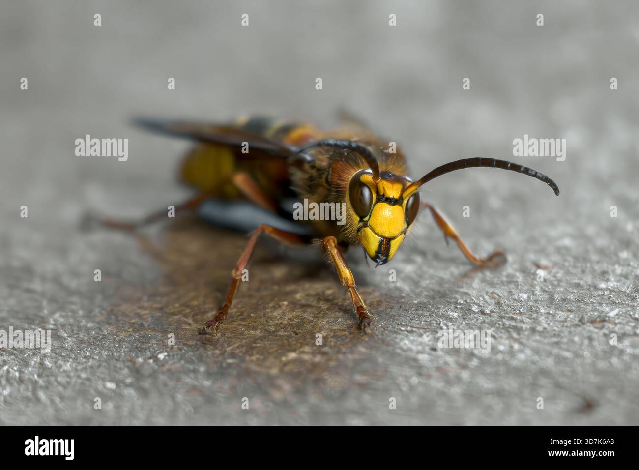 european-hornet-vespa-crabro-resting-on-a-stone-surface-on-the