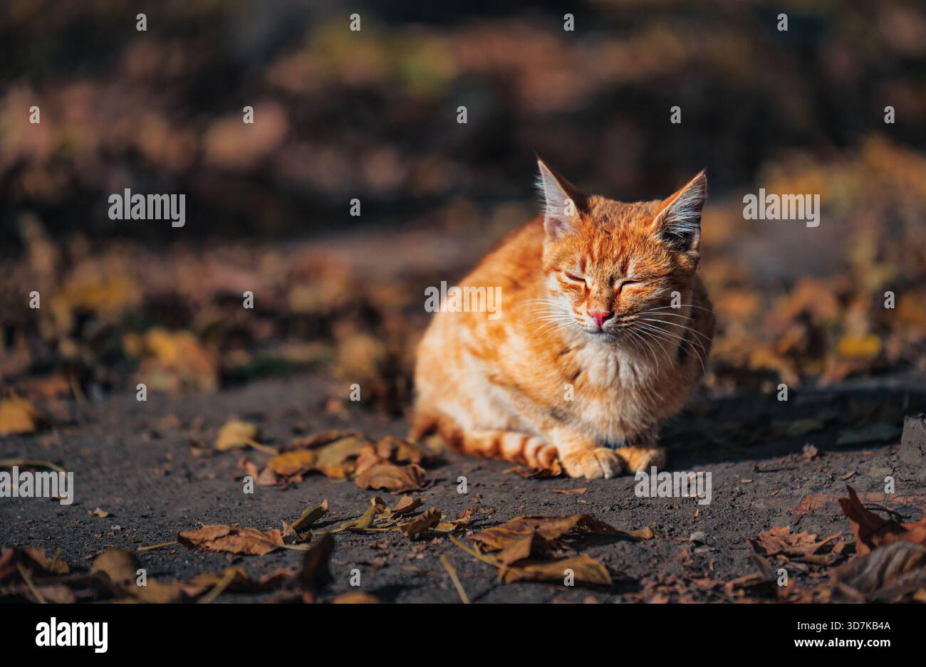 A cat is laying on the ground in a field of leaves. The cat is orange ...