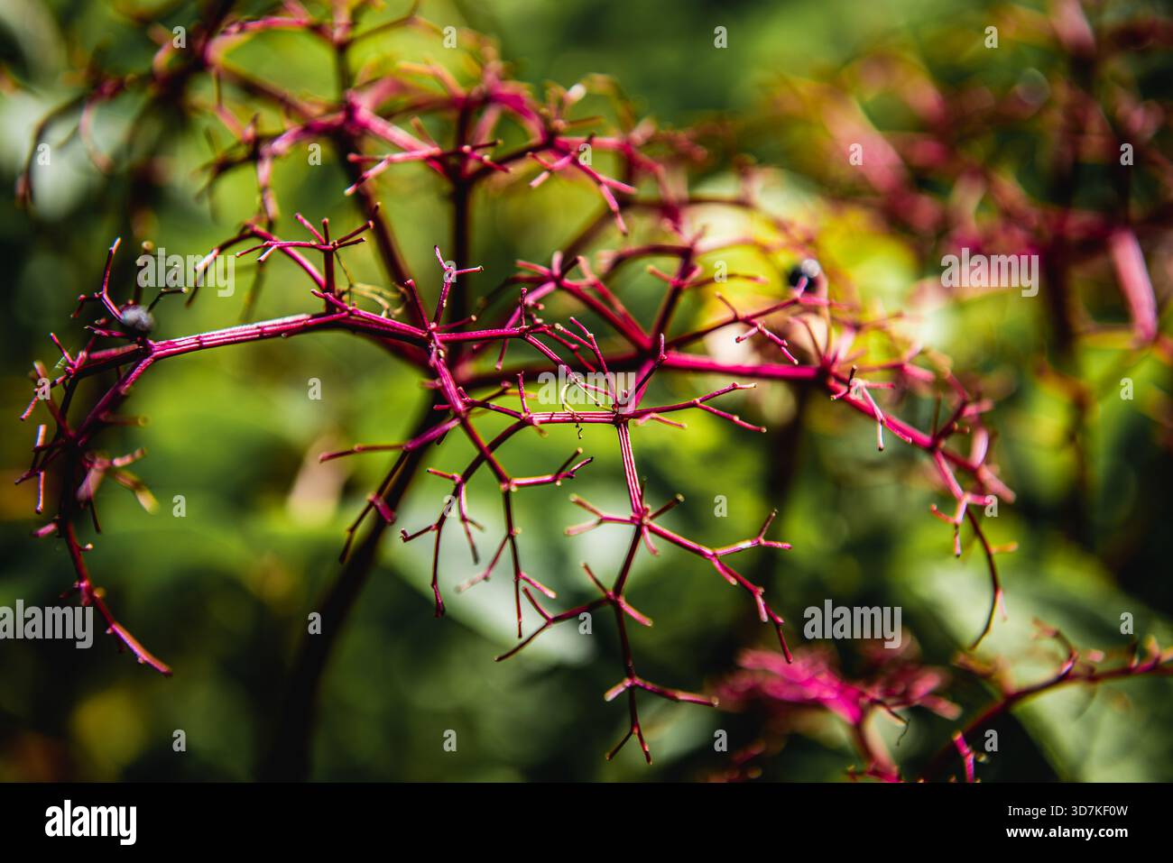 Delicate structure of plant stems hi-res stock photography and images ...