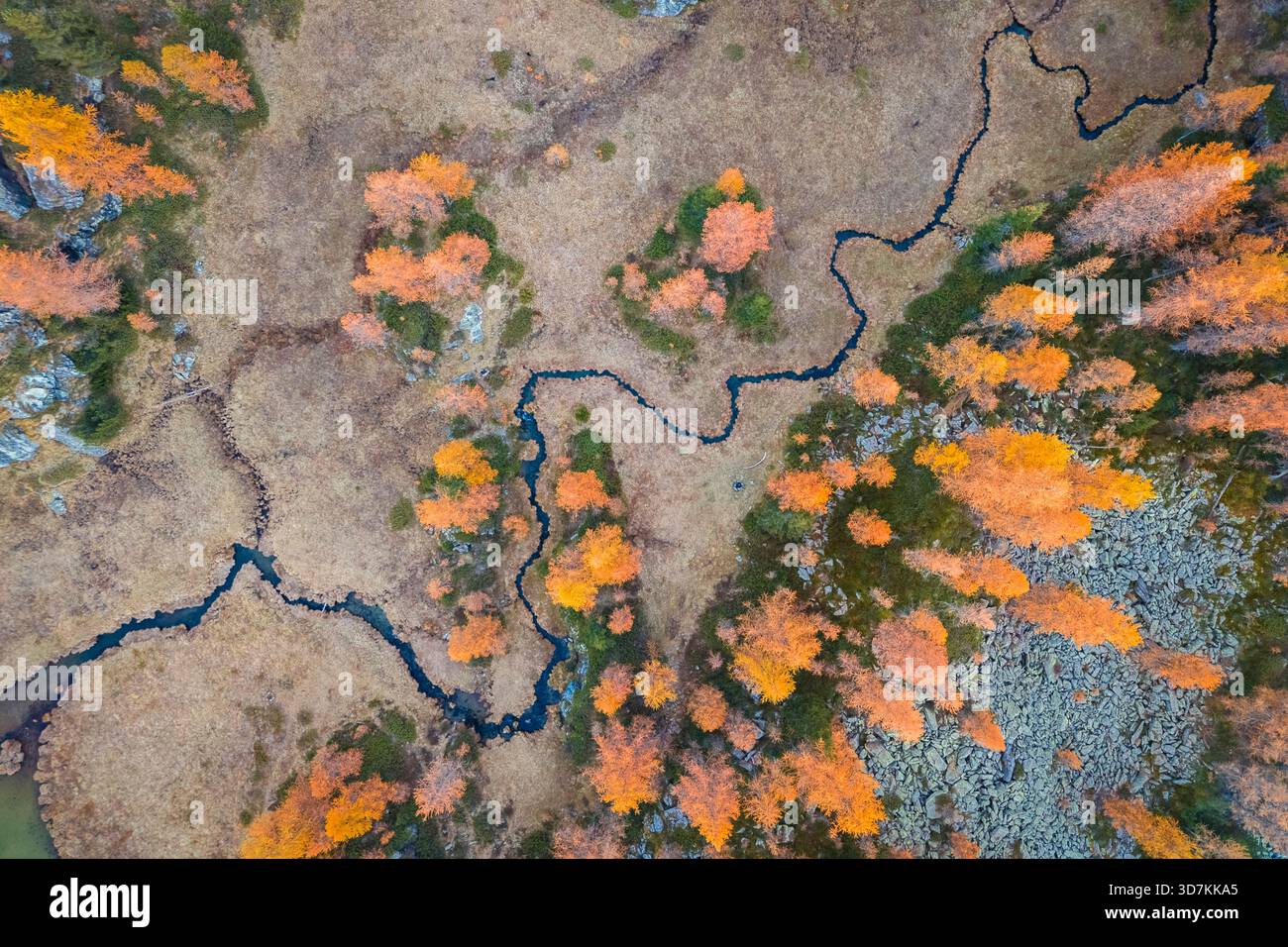 Aerial view of a river near Mufule Lake surrounded by larches in the autumn. Valmalenco, Valtellina, Sondrio, Lombardy, Italy, Europe. Stock Photo