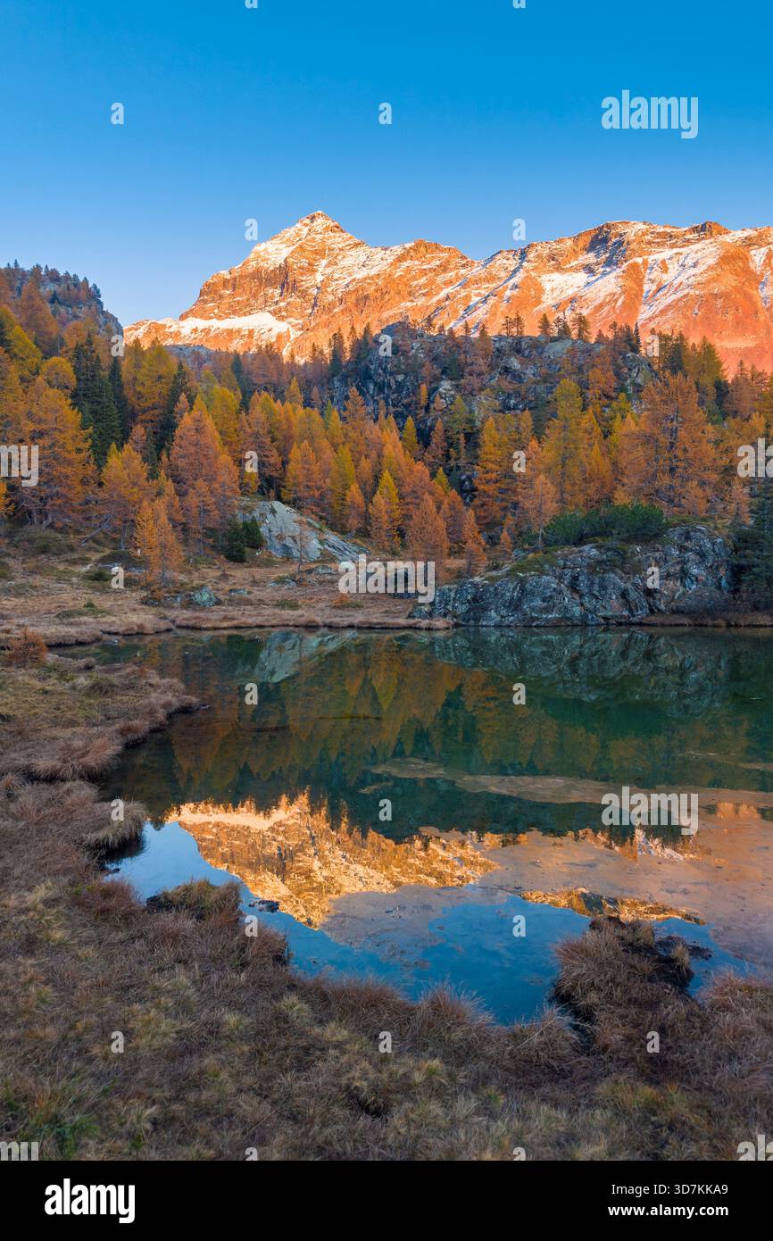 Aerial view of Mufule Lake and Pizzo Scalino surrounded by larches in the autumn. Valmalenco, Valtellina, Sondrio, Lombardy, Italy, Europe. Stock Photo