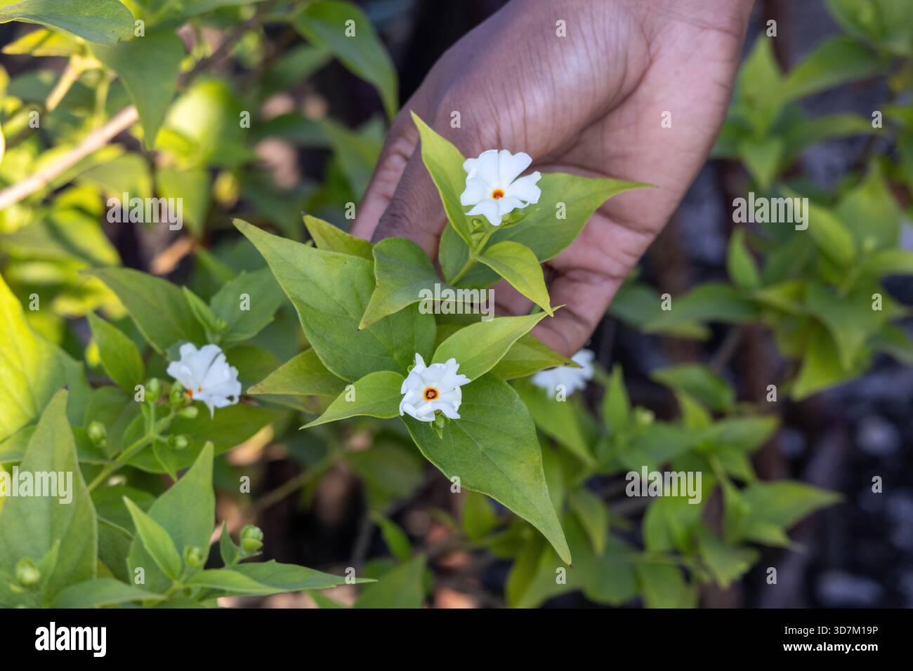 Shiuli flower hi-res stock photography and images - Alamy