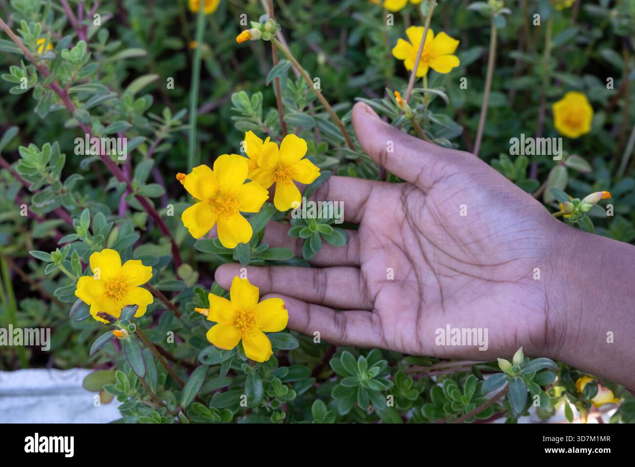 Moss rose flower blooming in hi-res stock photography and images - Alamy