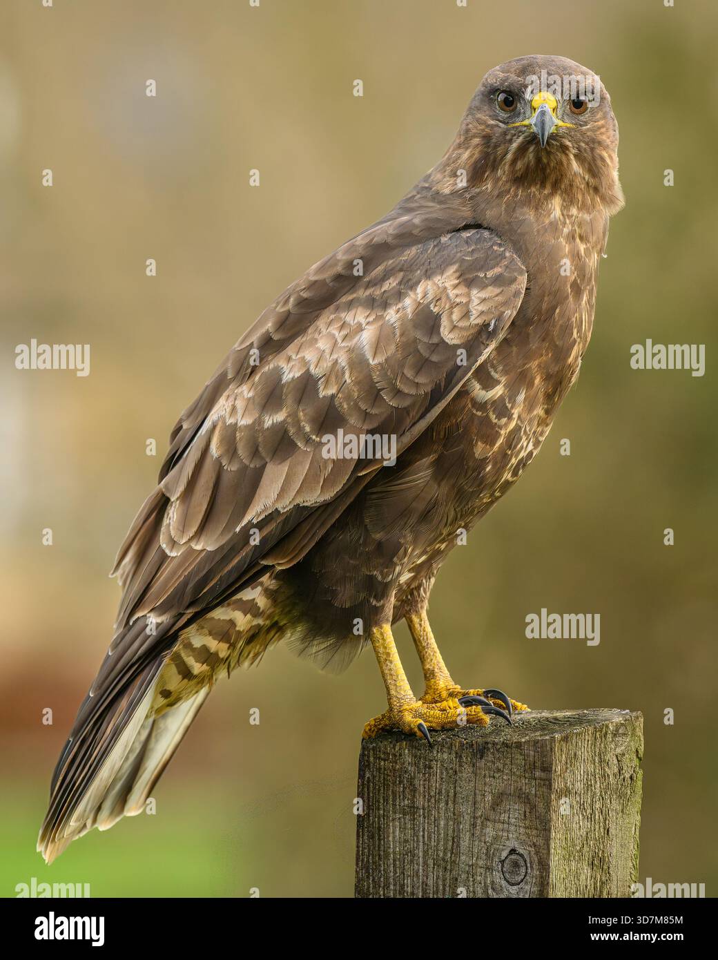 Common Buzzard Uk (Buteo Buteo) Stock Photo