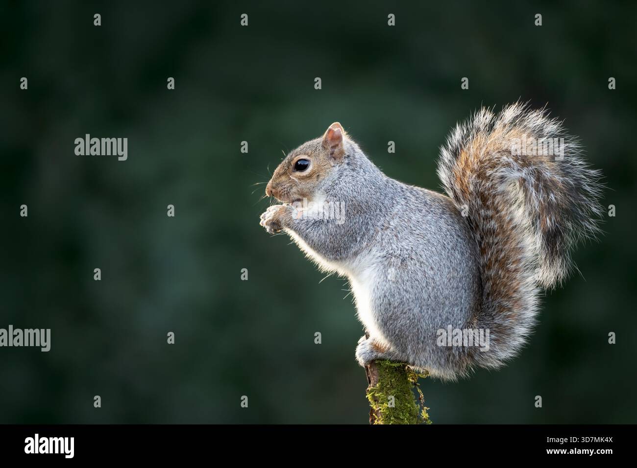 Grey squirrel (Sciurus carolinensis) eating a nut while perched on a mossy, tree branch, UK. Stock Photo
