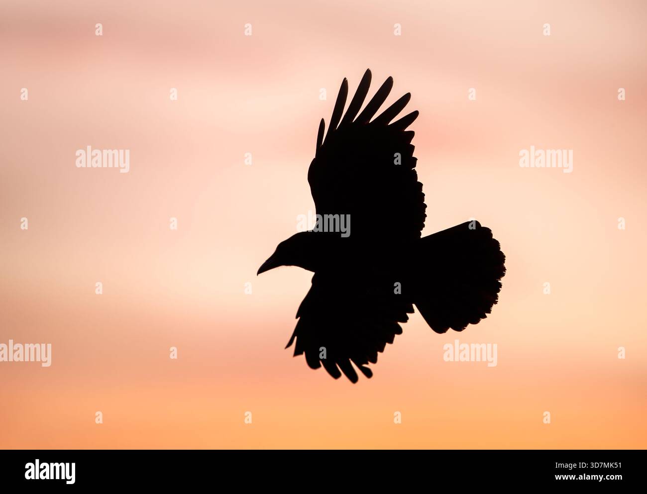Silhouette of carrion crow (Corvus corone) in flight at sunset, UK. Stock Photo