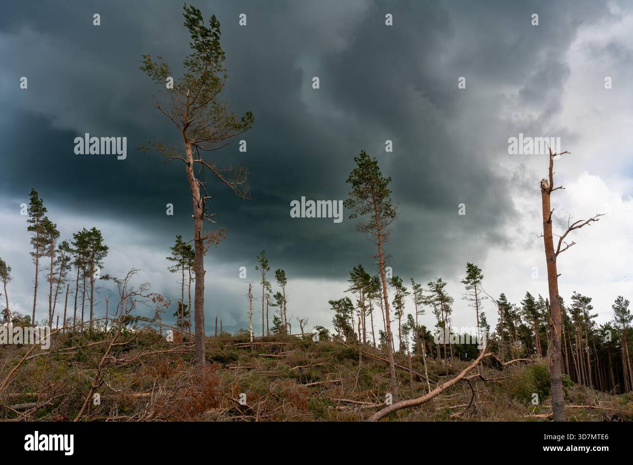 Storm Ravaged Forest Storm-damaged forest beneath dark clouds Stock Photo - Alamy