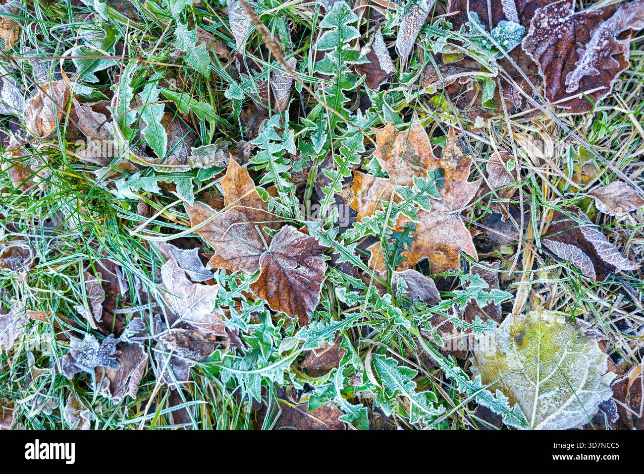 Close-up of autumn leaves and grass covered in delicate frost, showing natural textures, colors, and patterns formed by early winter cold Stock Photo