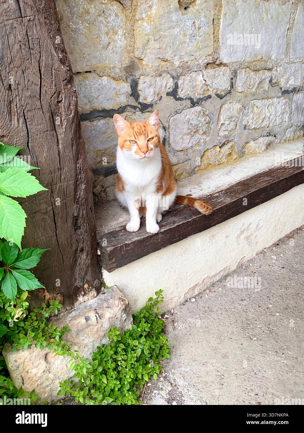 Cat tabby pretty female male door step ginger white French France animal baby young sit lovely sweet type purr purring wall stone step stones - Smartphone Captured Stock Image