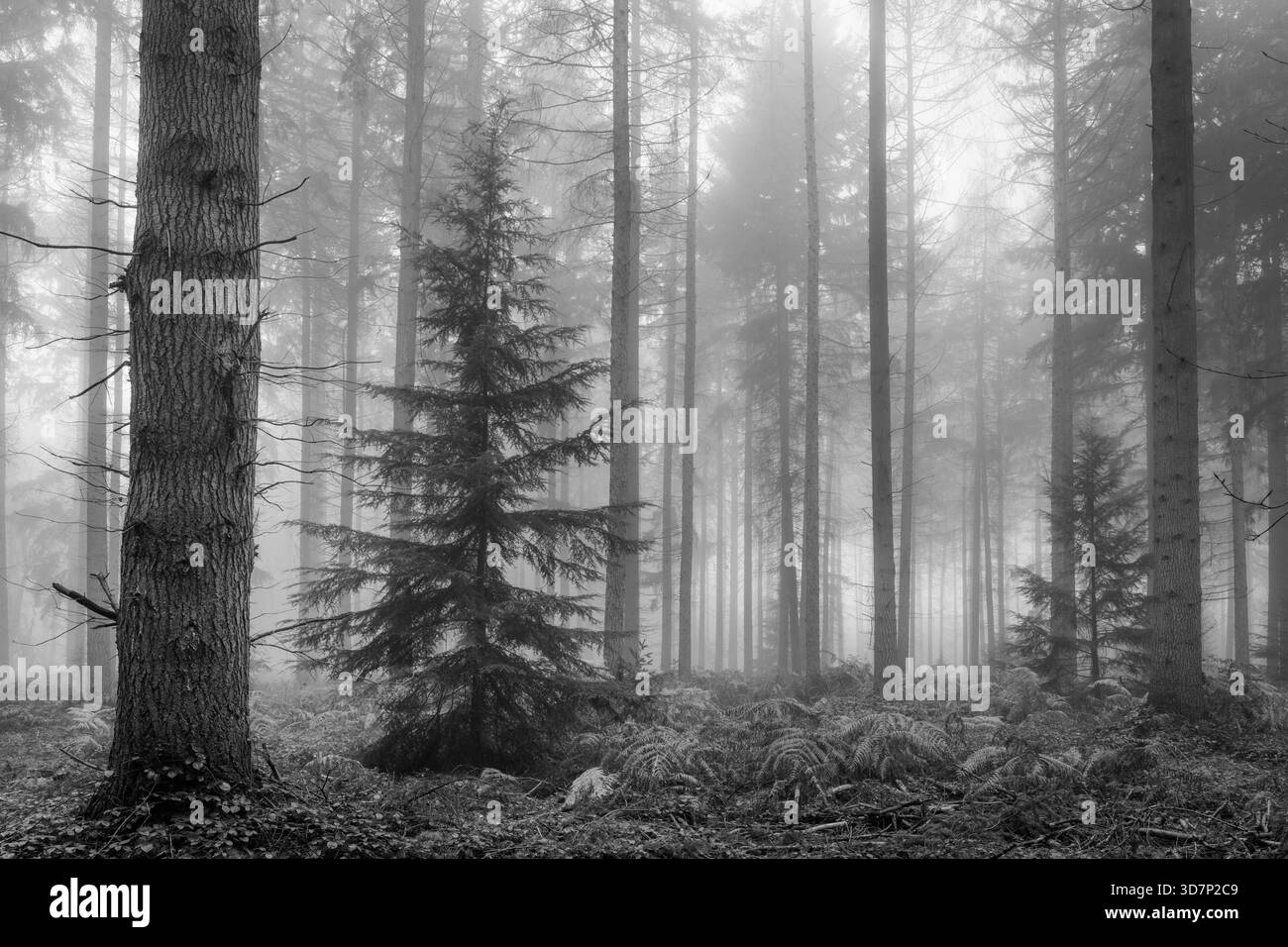 Serene atmosphere Black and White Stock Photos & Images - Alamy