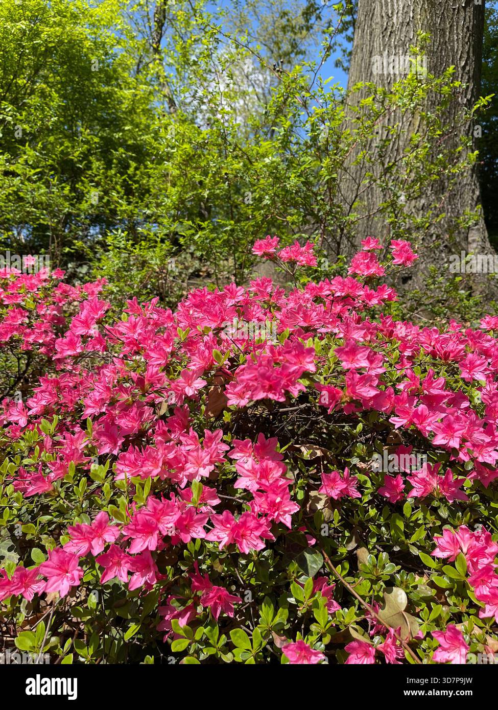 Azalea blossoms bursting with color, adding a bright spring flourish to Central Park, NYC. - Smartphone Captured Stock Image