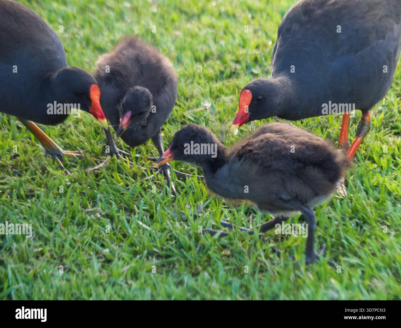 Australian Birds, Purple Swamphens, Porphyrio melanotus with his or her ...
