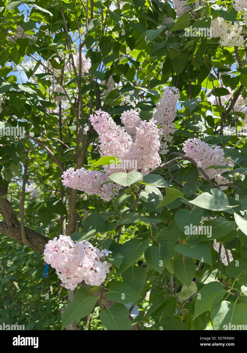 Lilac in soft bloom, filling Central Park with spring color and gentle fragrance. - Smartphone Captured Stock Image