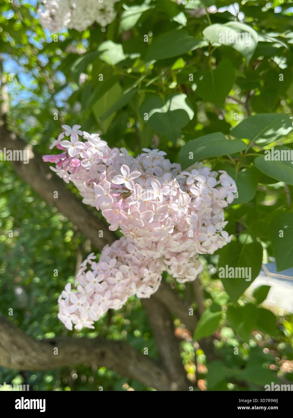 Lilac in soft bloom, filling Central Park with spring color and gentle fragrance. - Smartphone Captured Stock Image