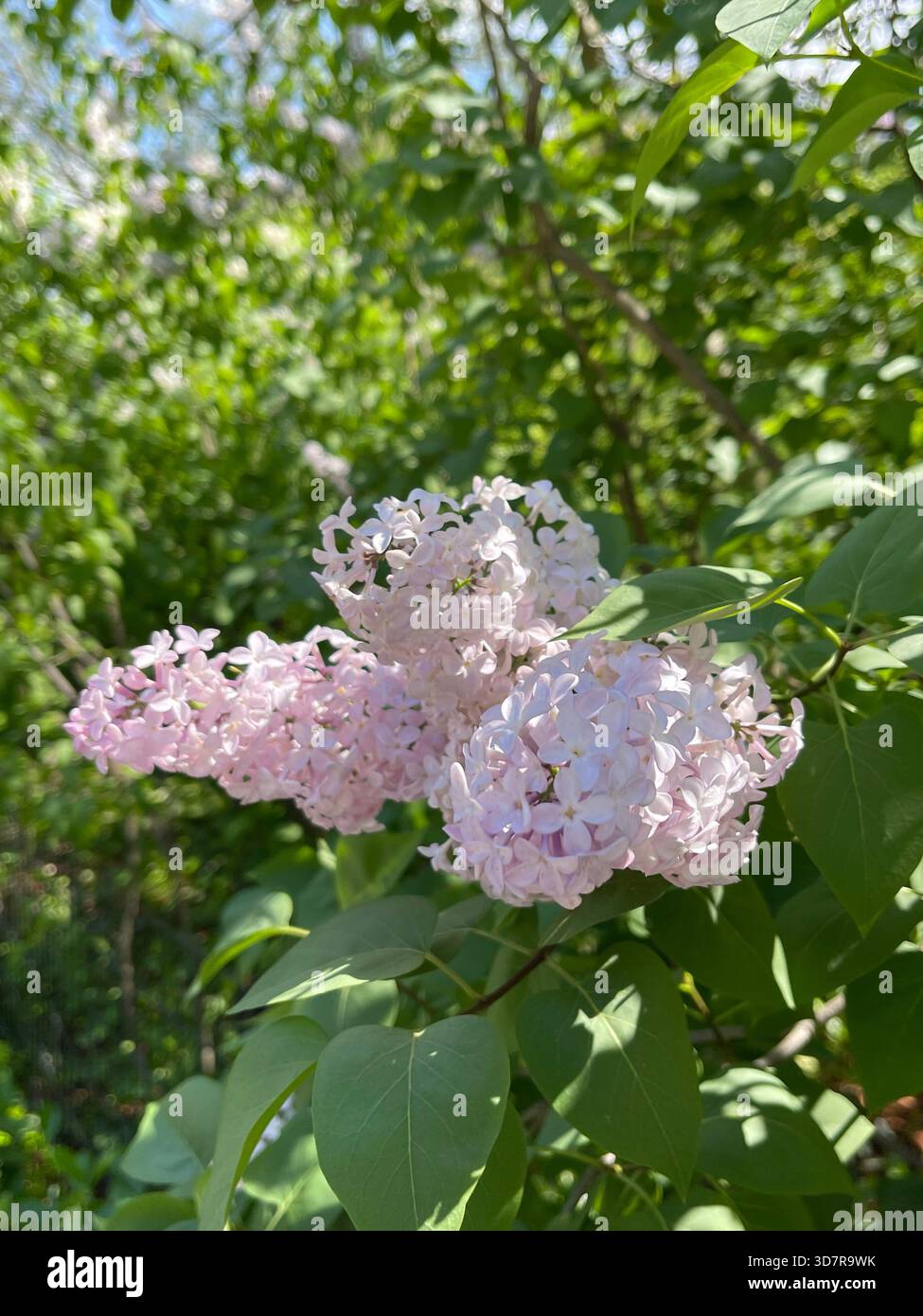 Lilac in soft bloom, filling Central Park with spring color and gentle fragrance. - Smartphone Captured Stock Image