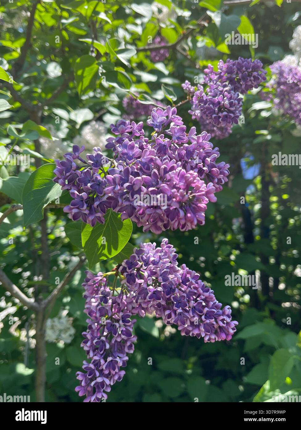 Lilac in soft bloom, filling Central Park with spring color and gentle fragrance. - Smartphone Captured Stock Image
