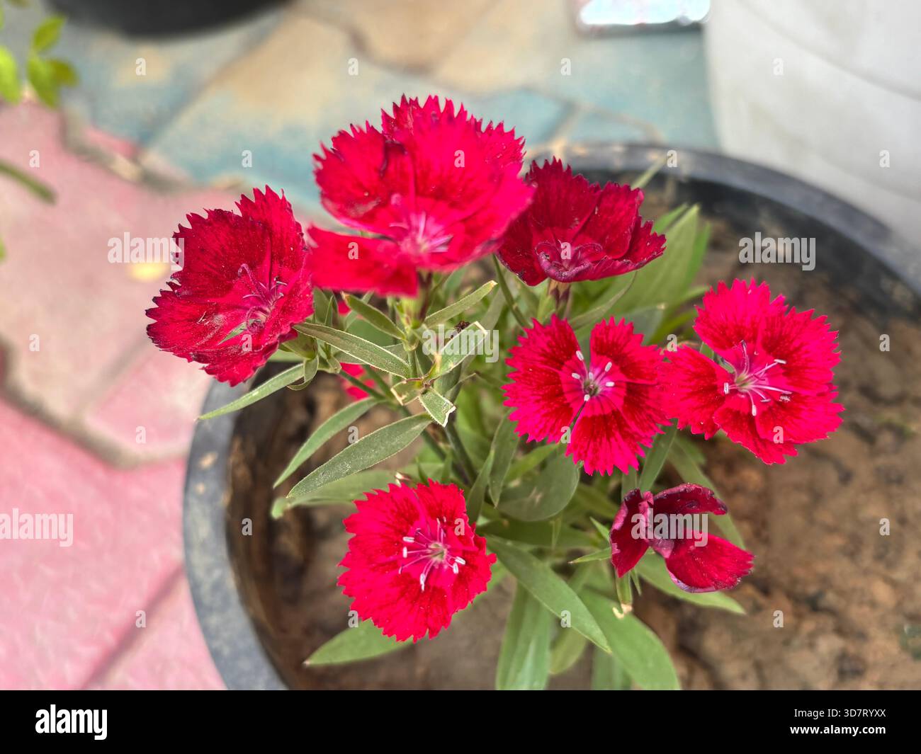 eaceful and beautiful rural landscape in India showing the natural charm of countryside life. The scene captures open farmland, green fields, village - Smartphone Captured Stock Image