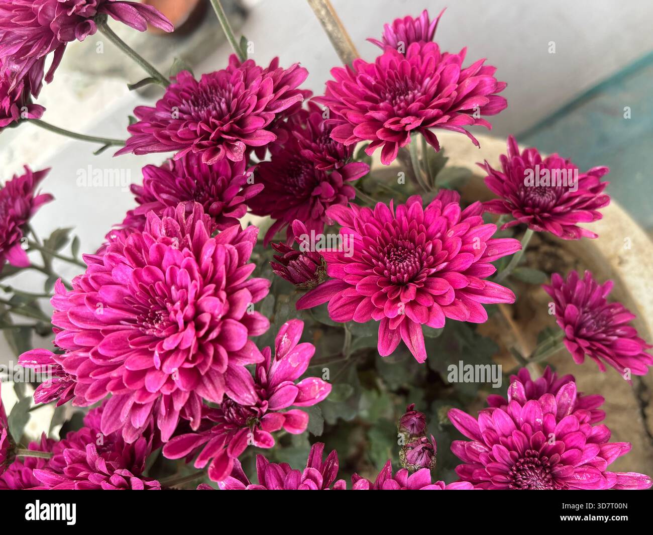 eaceful and beautiful rural landscape in India showing the natural charm of countryside life. The scene captures open farmland, green fields, village - Smartphone Captured Stock Image