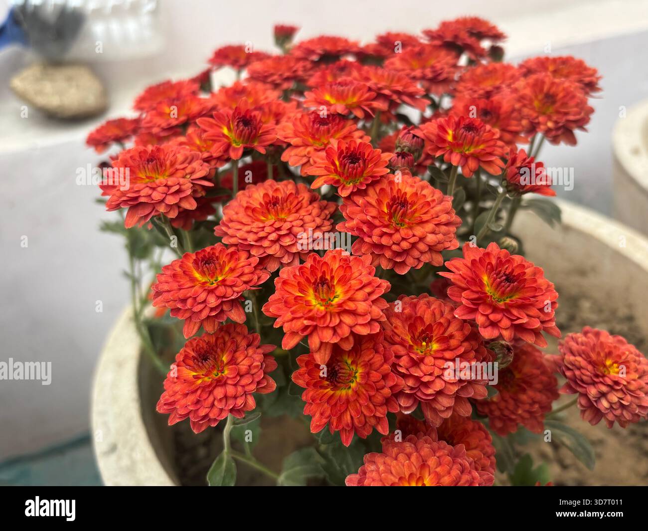 eaceful and beautiful rural landscape in India showing the natural charm of countryside life. The scene captures open farmland, green fields, village - Smartphone Captured Stock Image