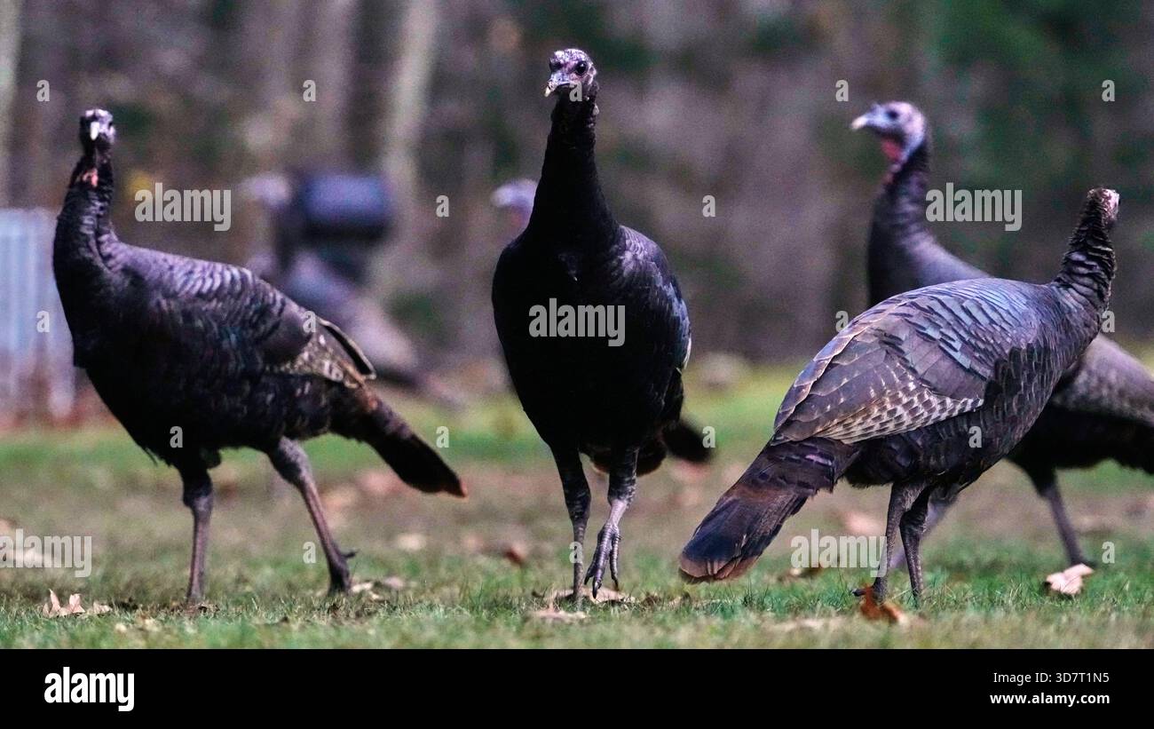 Wild turkeys gather in a yard, Friday, Nov. 21, 2025, in East Derry, N ...
