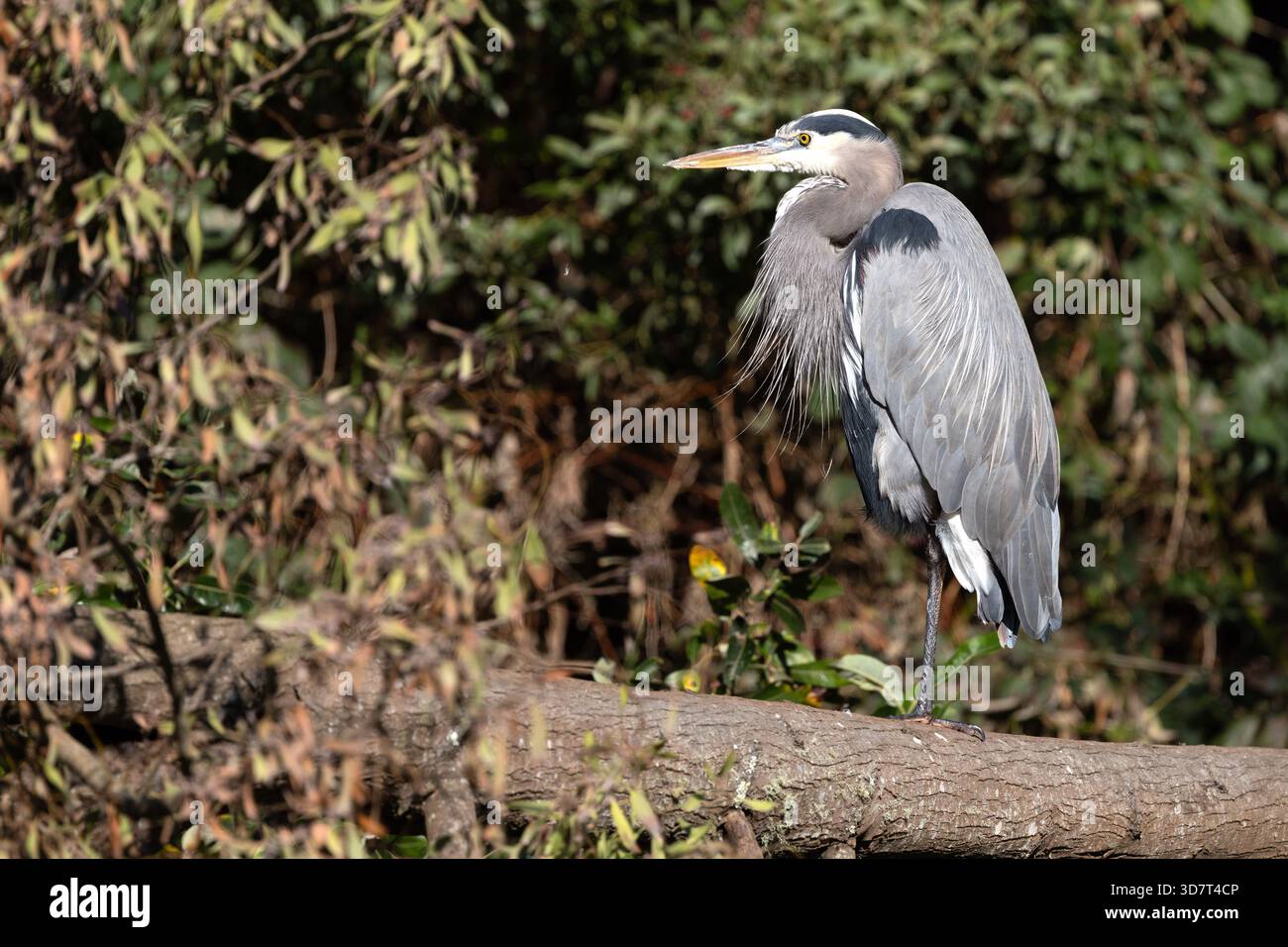 Great blue heron perched on log in natural habitat    Golden Gate Park San Francisco California Stock Photo