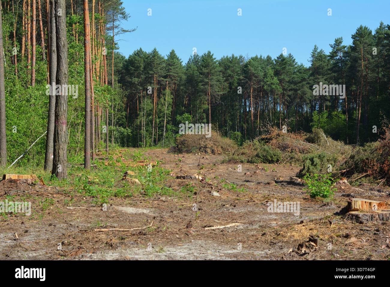 Deforestation Area in Pine Forest with Tree Stumps and Cut Logs Stock Photo
