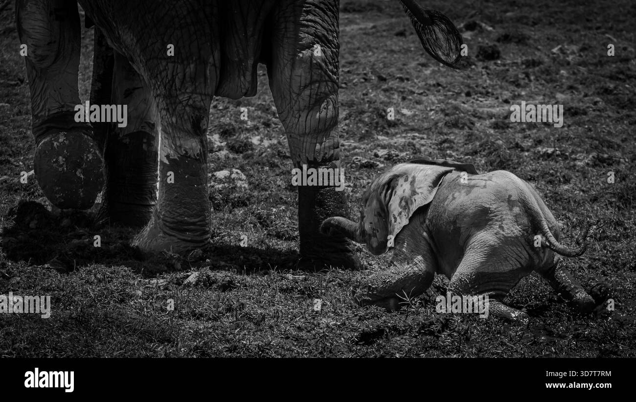What seems like a really small wild African elephant is struggling to follow its mother's footsteps in a  swamp at Amboseli. Stock Photo