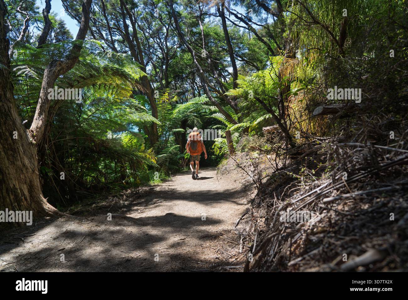 Man walking through ferns hi-res stock photography and images - Alamy
