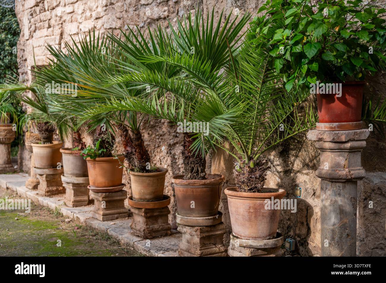 Palma de Mallorca, Baños Arabes, Arab Baths, Banys Arabs, gardens of the Arab Baths, Stock Photo