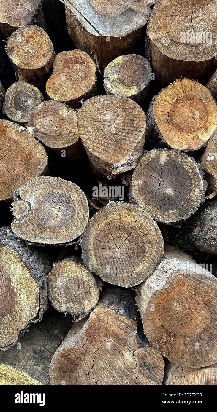 Cut tree trunks Stock Photo