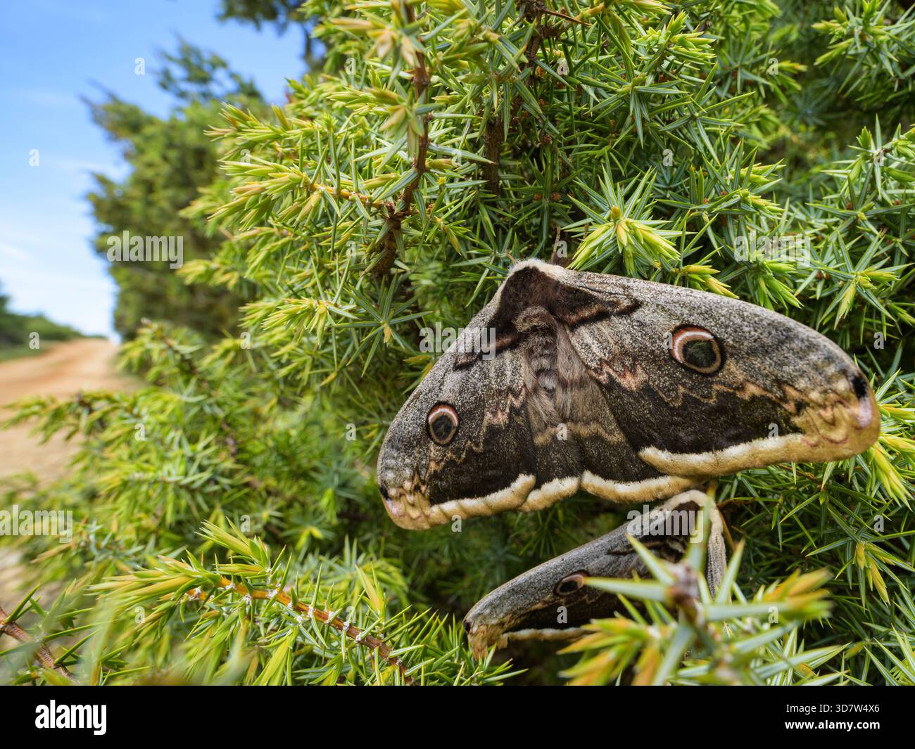 Giant emperor moth hi-res stock photography and images - Alamy