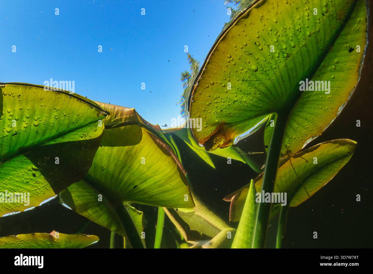 Underwater view of vibrant green lily pads and invertebrates against a ...