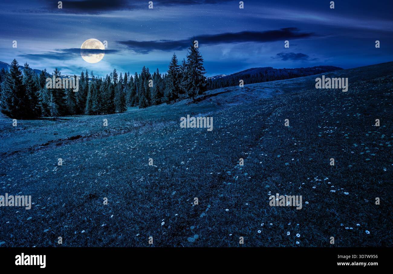 meadow with wildflowers at night. dandelions and daisies among green grass in full moon light. spruce forest in mountains. scenic springtime landscape Stock Photo