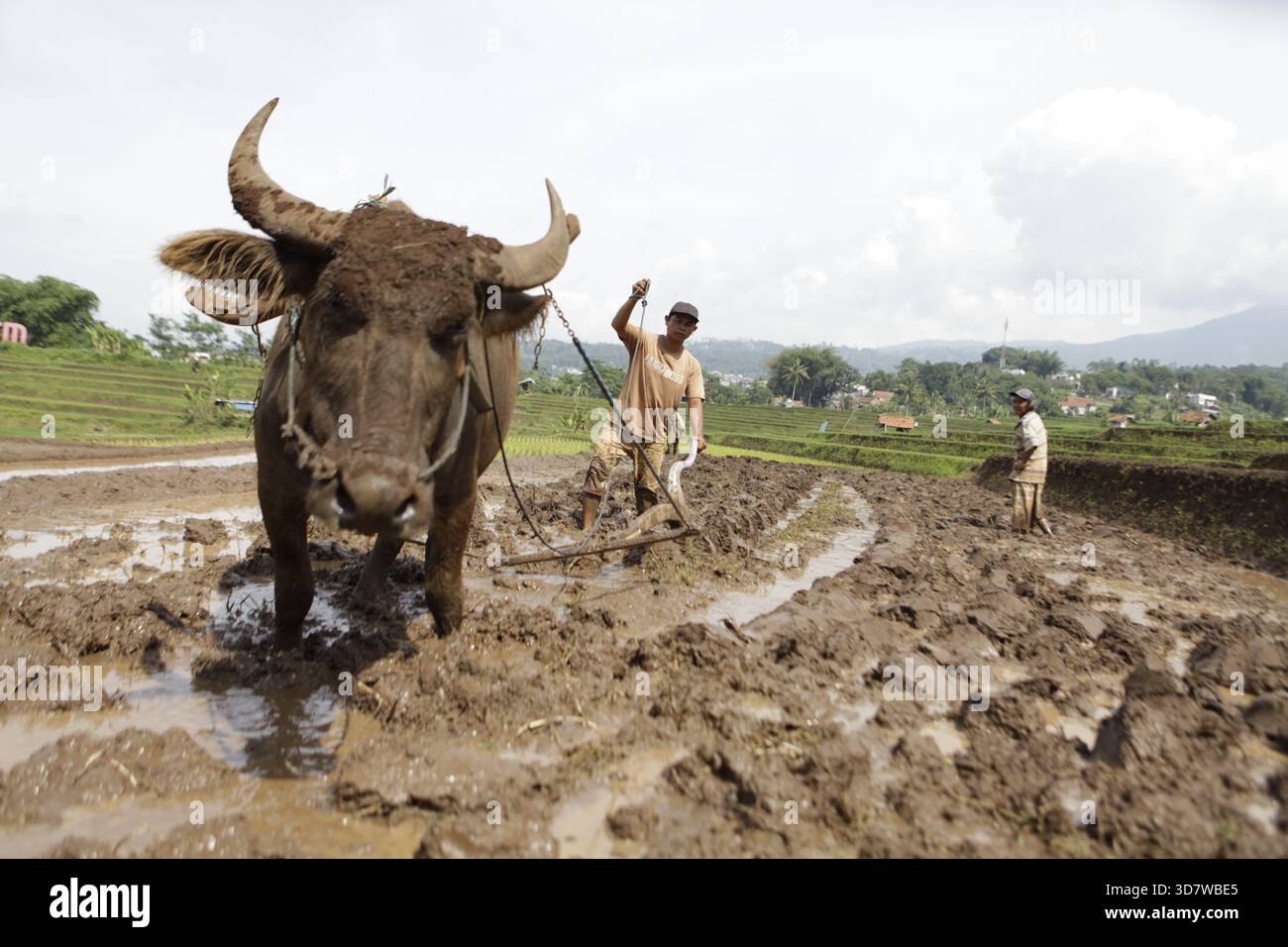 Java Indonesia Farm November 27, 2025, Bandung, West Java, Indonesia: A farmer plows a rice ...