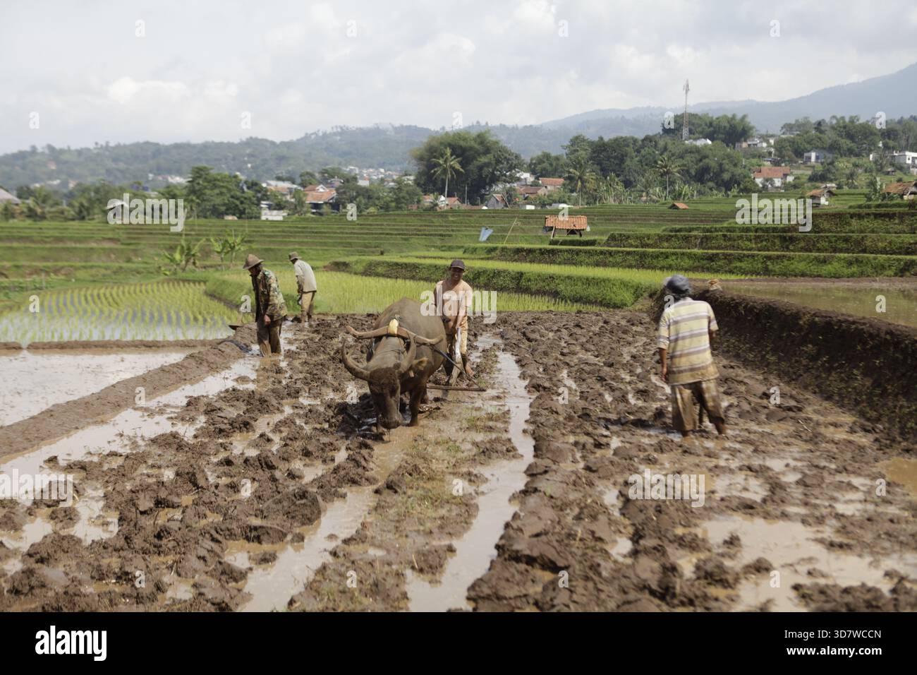 Java Indonesia Farm Bandung, West Java, Indonesia. 27th Nov, 2025. A farmer plows a rice ...