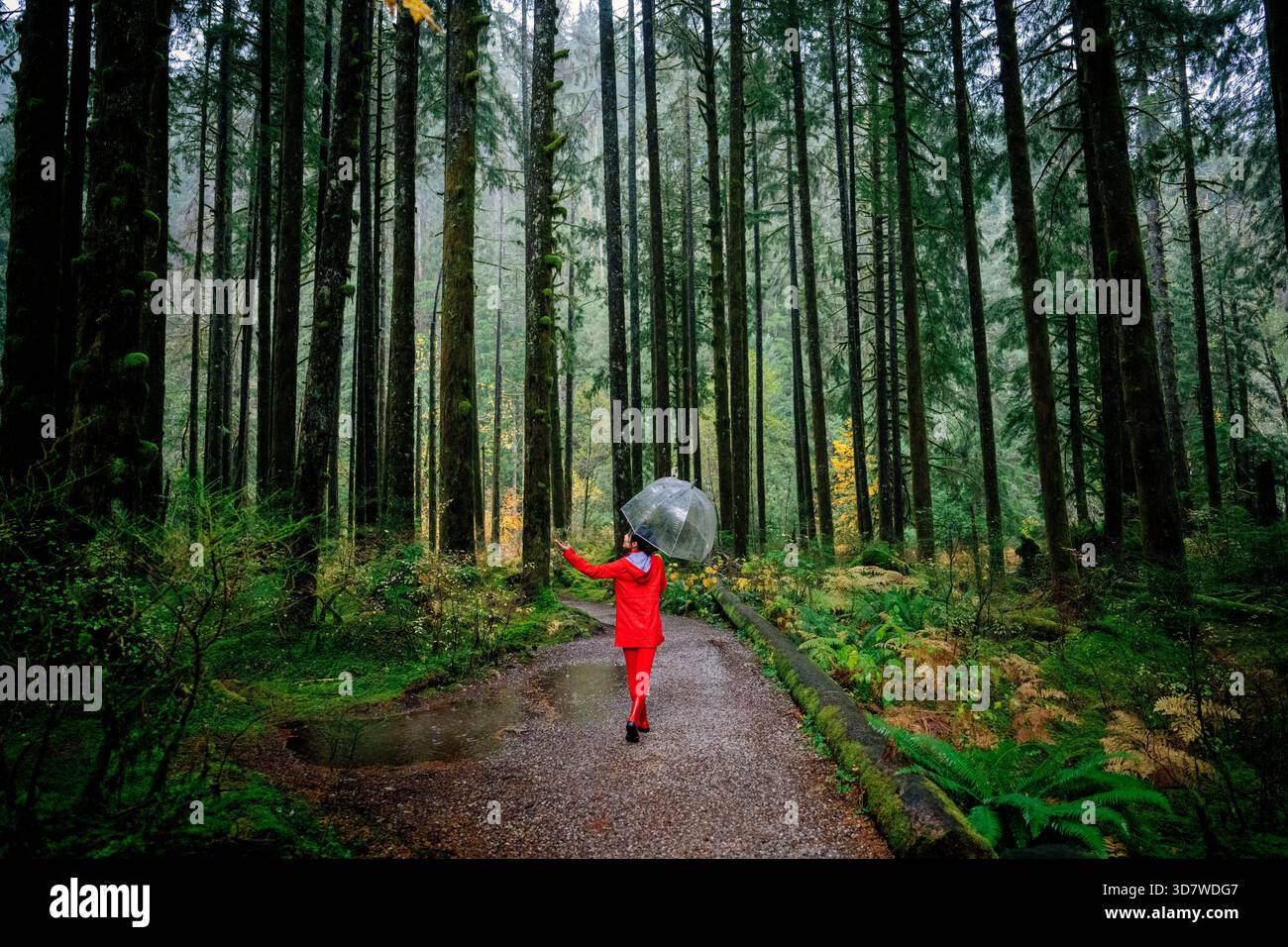 Person walks through vibrant green hi-res stock photography and images ...