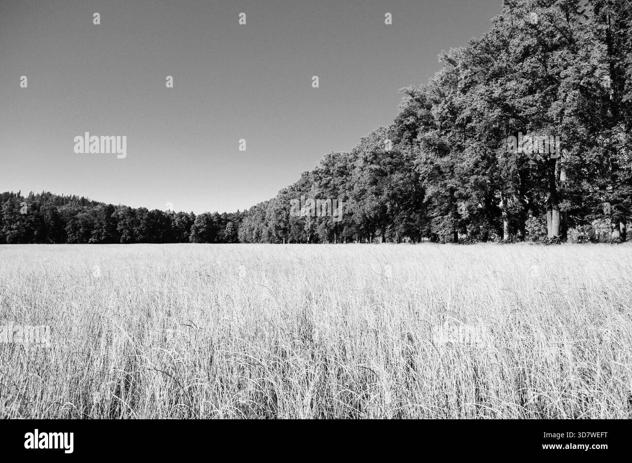 Pastoral landscape composition Black and White Stock Photos & Images ...