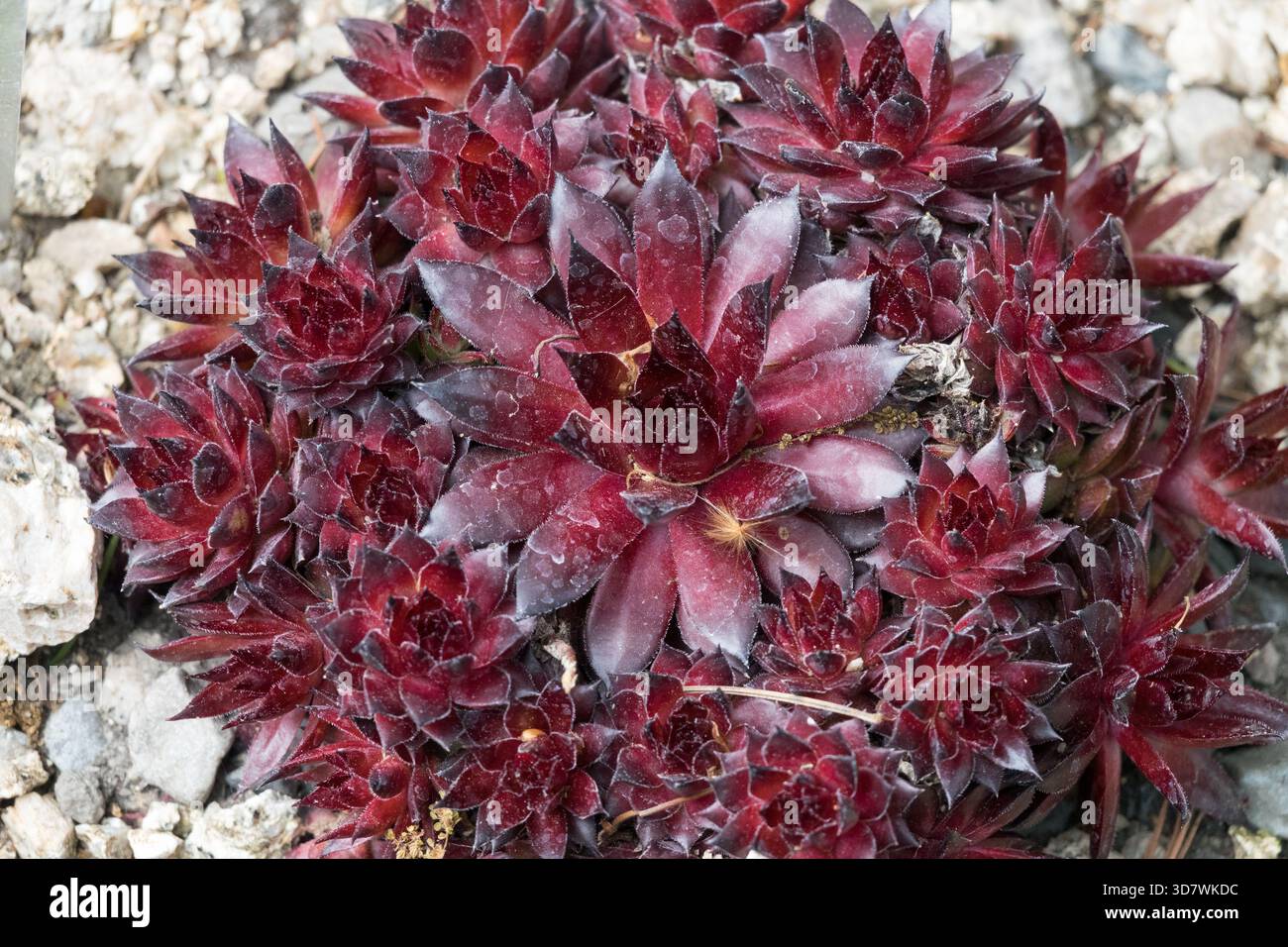 Hen and Chicks Houseleek Dark Red Houseleeks, Sempervivum, Succulent  Sempervivum "Red Lion" Plant Hen and Chicks Houseleek Stock Photo - Alamy