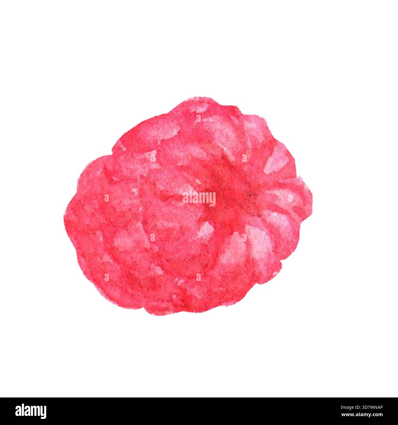 Mage Raspberry Berry Isolate realistic delicious aromatic raspberry berry, hand drawn in ...