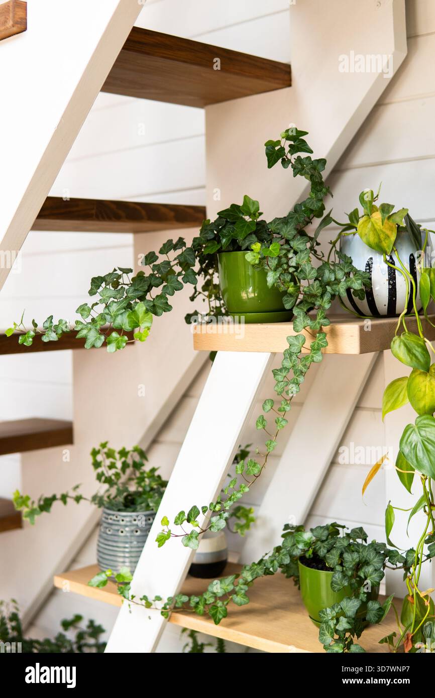 Green ivy and houseplants under modern wooden staircase in cozy home  interior Stock Photo - Alamy