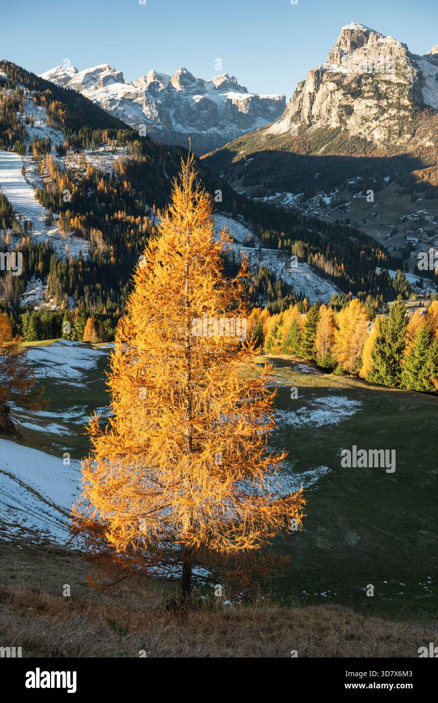 Autumnal coloured larch trees in front of the Puez- Odle Group and the ...