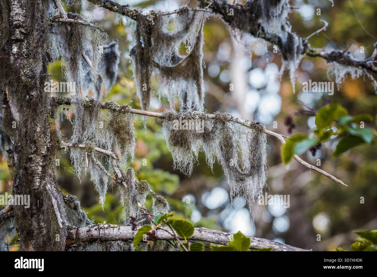 Old man's beard lichen covered in morning dew hanging from spruce tree branches in a forest, Homer, Alaska. Stock Photo