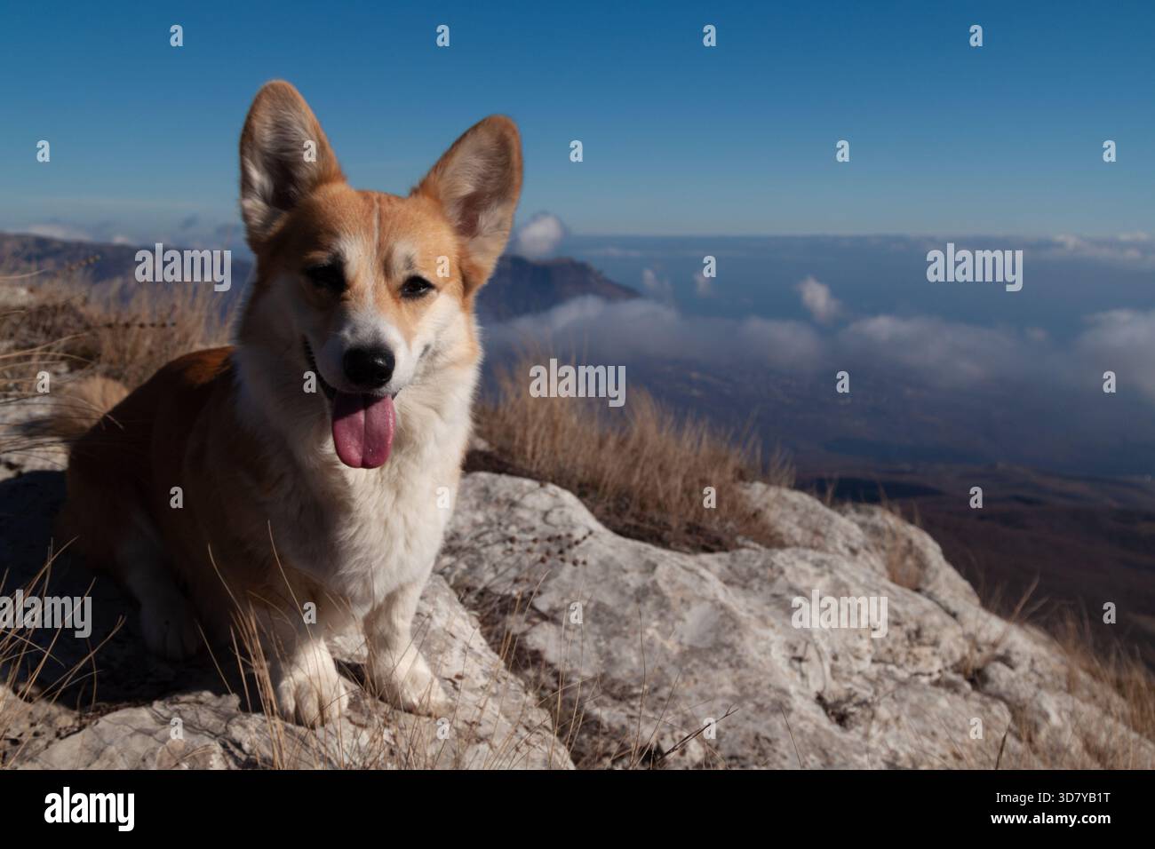 One cute smiling Pembroke Welsh Corgi looks at the camera from a ...