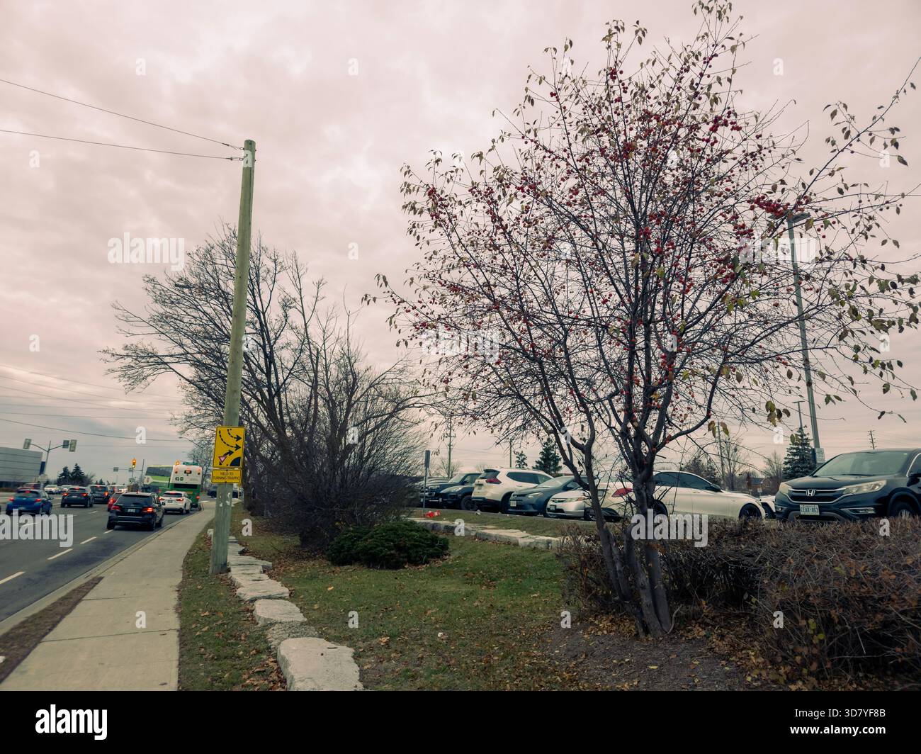 Suburban roadside scene with merge sign, sidewalk, leafless trees, parked cars, and overcast sky. - Smartphone Captured Stock Image