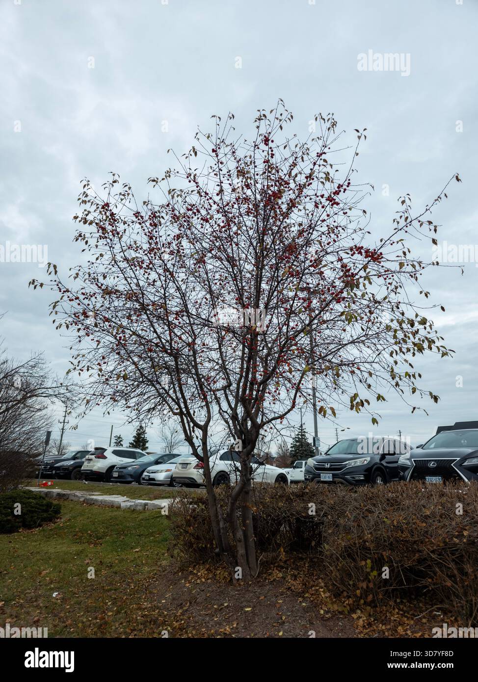 Small tree with red berries in landscaped area near parking lot under overcast late autumn sky. - Smartphone Captured Stock Image