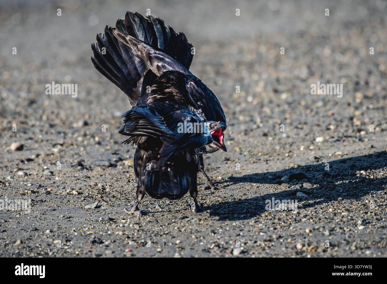 Raven displaying aggressive posture on a rocky beach, wings spread and ...