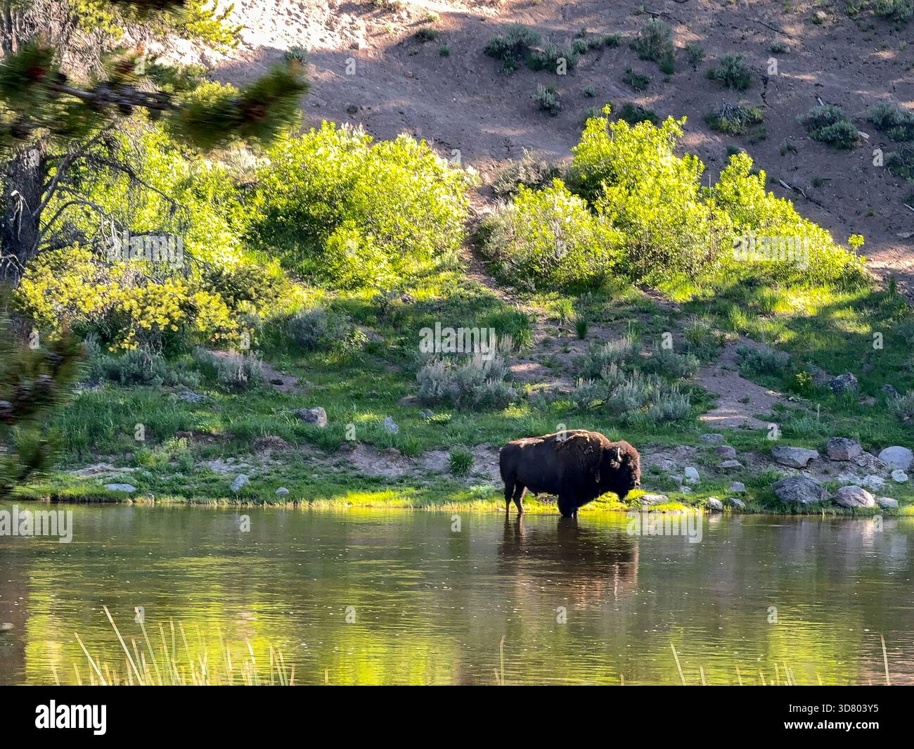 Scenic landscape view of a bison standing in a river in Yellowstone National Park. No people. - Smartphone Captured Stock Image