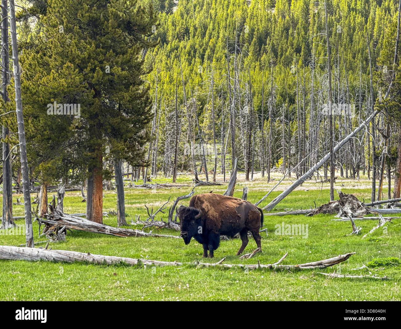 Bison in Yellowstone National Park - Smartphone Captured Stock Image