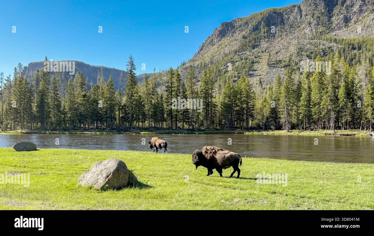 Scenic landscape view of bison in Yellowstone National Park. No people. - Smartphone Captured Stock Image