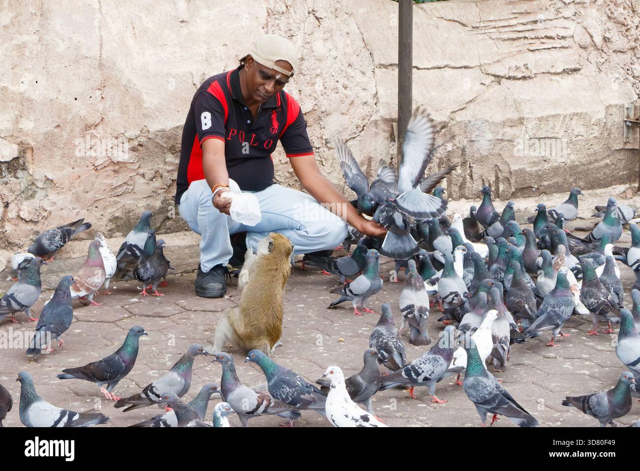 Man feeding a large group of pigeons and a monkey on a stone pavement at batu caves malaysia Stock Photo